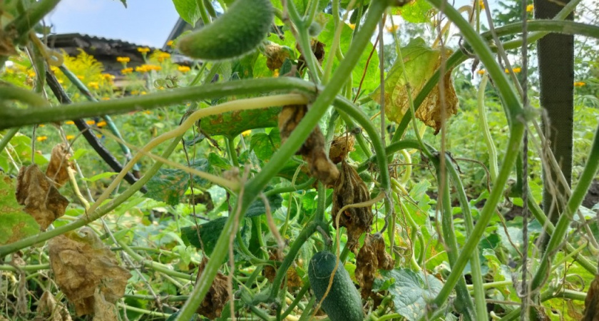 Август - пора оборвать листья у огурцов. Опытные агрономы рекомендуют - какие листья убрать для максимального плодоношения