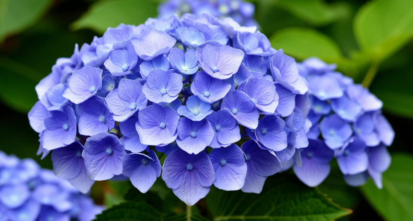 Подкармливаем гортензию этим "волшебным" удобрением - и голову за пышными шапками будет не видно