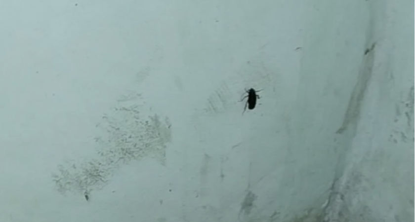 "Тараканы лезут изо всех щелей": жители дома на Горького четвертый год не могут решить проблему с соседкой-мусорщицей