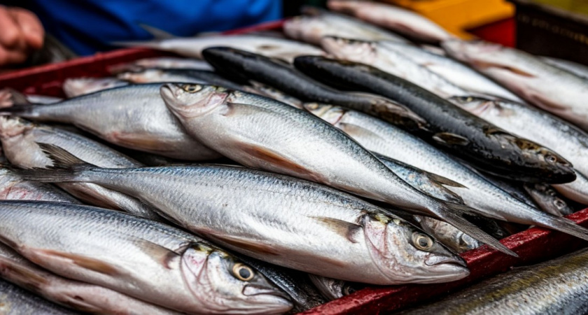 Продавец сказал, что сельдь атлантическая, но она оказалась тихоокеанской. Вот в чём отличие