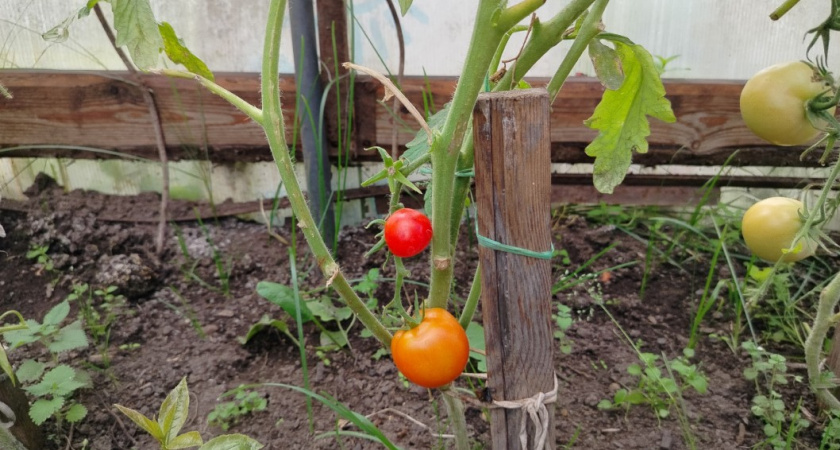 Сначала соседи смеялись, а потом раскрыли рты от зависти: увидели, что собираю ведра помидоров с двух кустиков