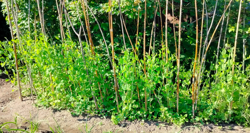 Применение мочевины на даче: вносим удобрение правильно - вот как это сделать