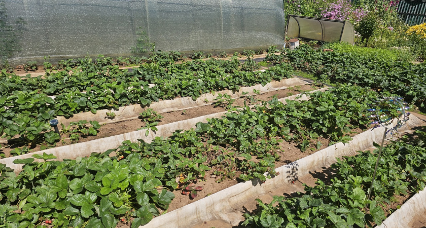 Только прожив 3 года в деревне, поняли, что тут нужно зарабатывать далеко не сельским хозяйством - такие суммы в городе нам только снились