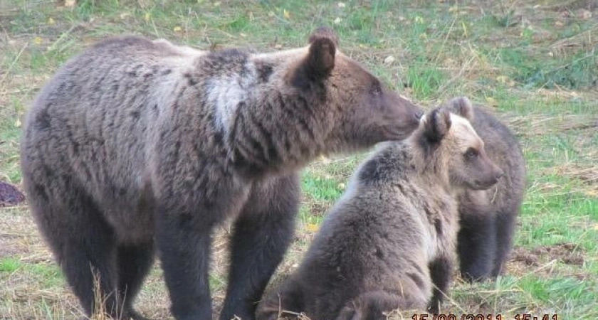В Кировской области доступны разрешения на охоту на медведя