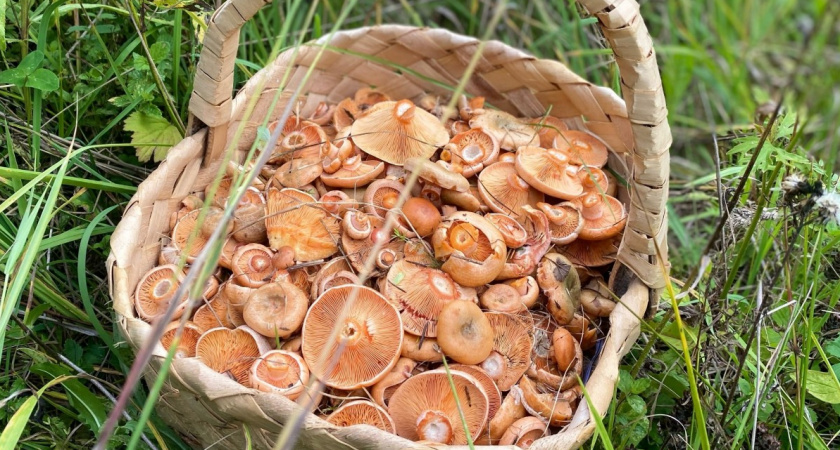 Самый удобный способ засолки и закваски рыжиков - запомните и готовьте на радость