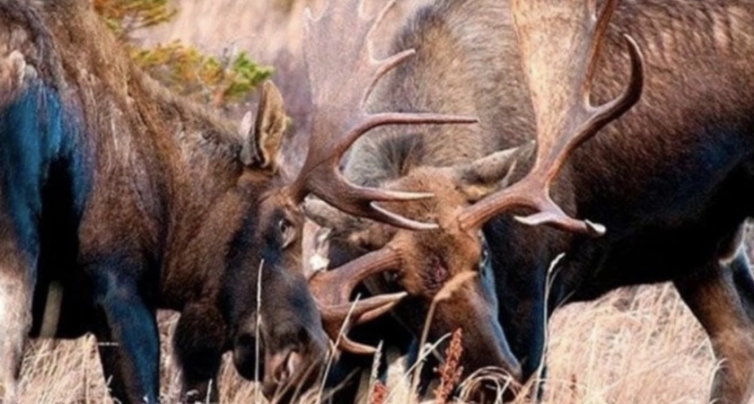 В лесах Кировской области зафиксированы пятнистые олени и сибирские косули