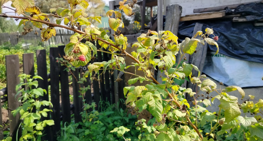 Так малину в августе не обрезают: 2 ошибки многие садоводы принимают за правила