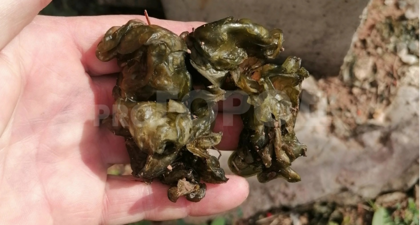 Масло троллей или слизь ведьмы: кировчанин нашел в саду одно из самых древних живых существ на планете