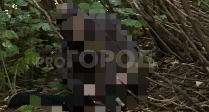 В лесу под Куменами местные жители нашли изувеченное тело мужчины