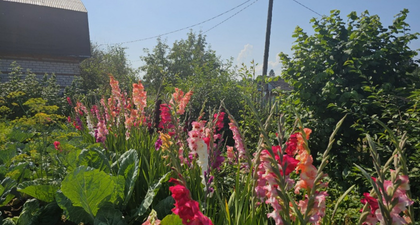 Не коровяк и не дрожжи: вот настоящее сокровище для сада и огорода - подходит для защиты и укрепления