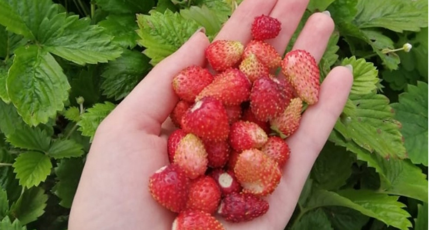 Немец впервые попробовал лесную российскую ягодку - и теперь она его любимая. В Германии ее не знают