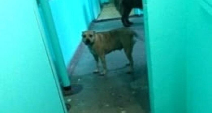 В Кирове суд взыскал компенсацию с владельца собаки, укусившей ребенка