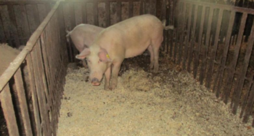 Кировский фермер оштрафован за нарушения ветеринарных правил