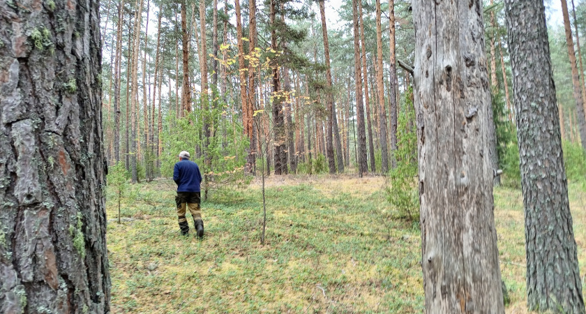 420 тысяч кубометров хвойных лесоматериалов отправлено из Кировской области