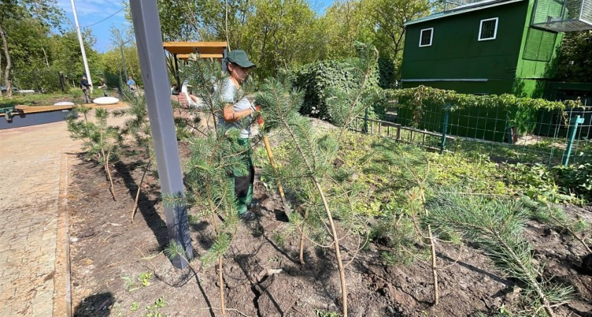 В Кирове в сквере на Северной набережной высаживают горные сосны, ивы и рябины