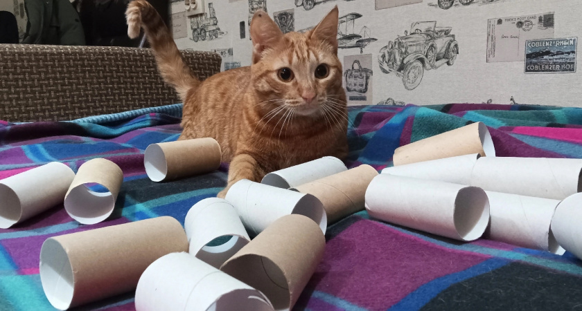 Втулки от туалетной бумаги берегу как зеницу ока: вот как их применяю — очень полезная вещь для решения многих проблем