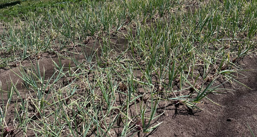 Убрали чеснок и лук? Посейте это на грядку, чтобы земля стала плодородная и легкая - как пух уже в следующем году