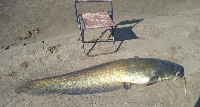 Привлекательные места для рыбалки в Кировской области: где ловят рыбу весом 40 килограммов? 