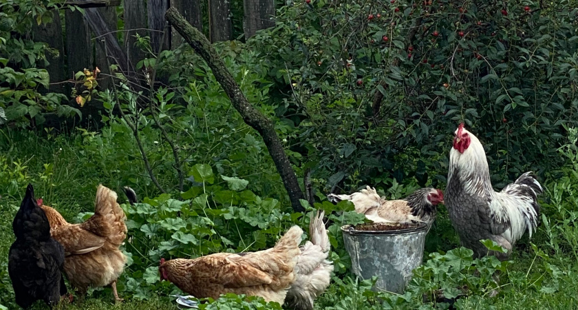 Из Кировской области отправили 71 тонну куриных лапок в Китай