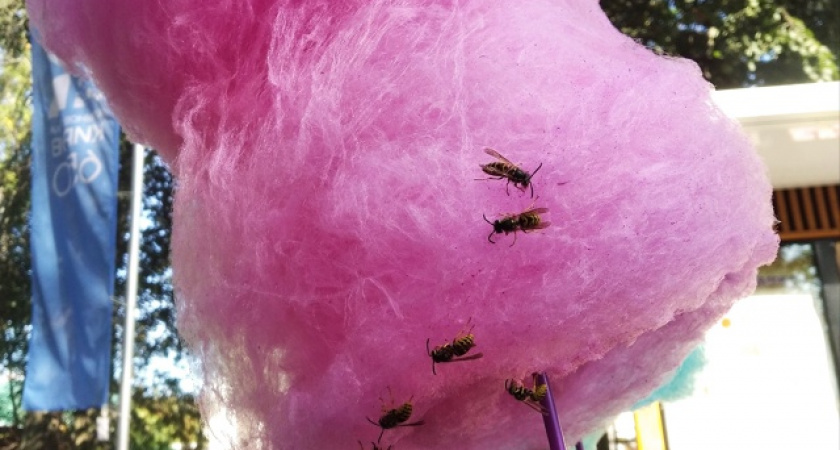 Как избавиться от ос на участке быстро. Проверенные способы, которые себя зарекомендовали