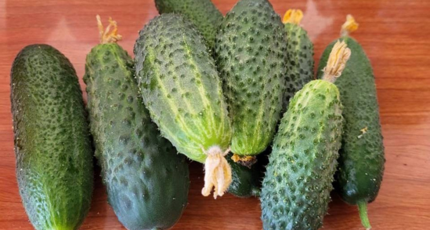 1 стакан прямо под огурцы в августе: растут как бешеные — 3 лучших подкормки для дачников