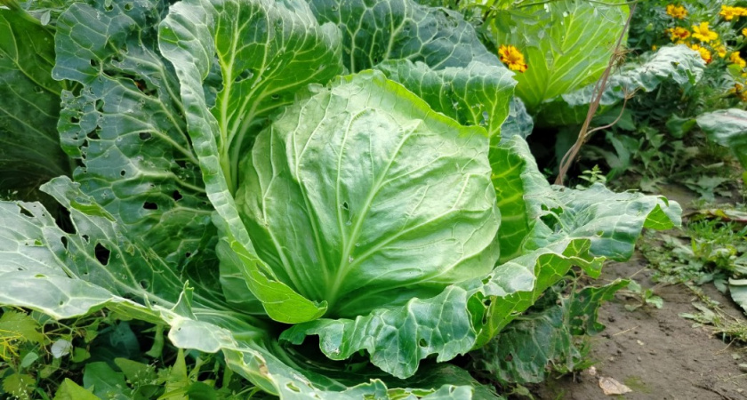 Не дайте капусте пропасть! Правильный сбор урожая — вот залог сочности и хруста