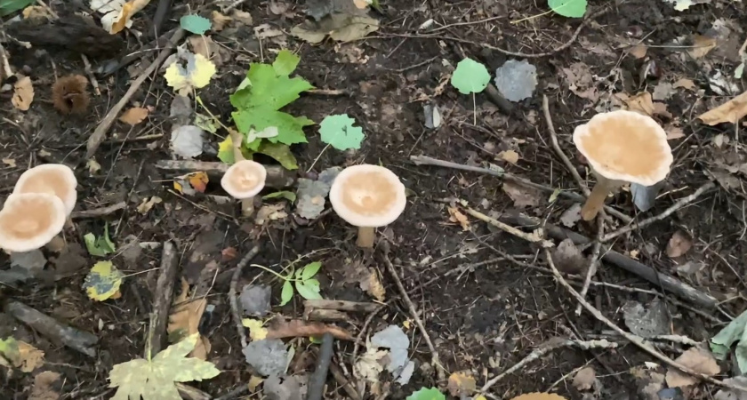 Редкий гриб в корзине, но кто пробует - нравится всем без исключения. И все же есть нюанс 