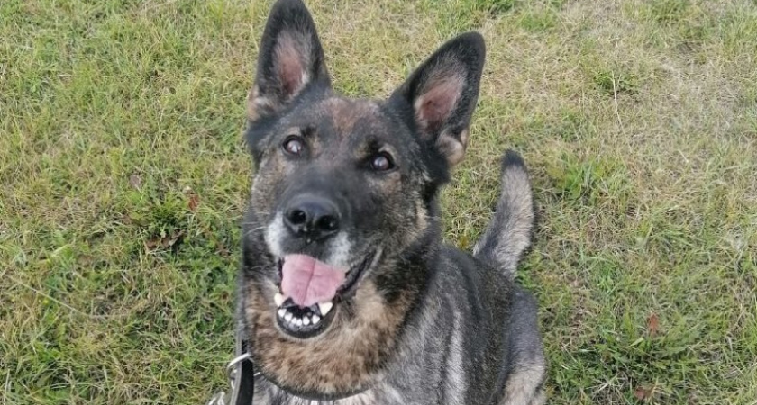 Кировская полиция ищет новый дом для служебной овчарки