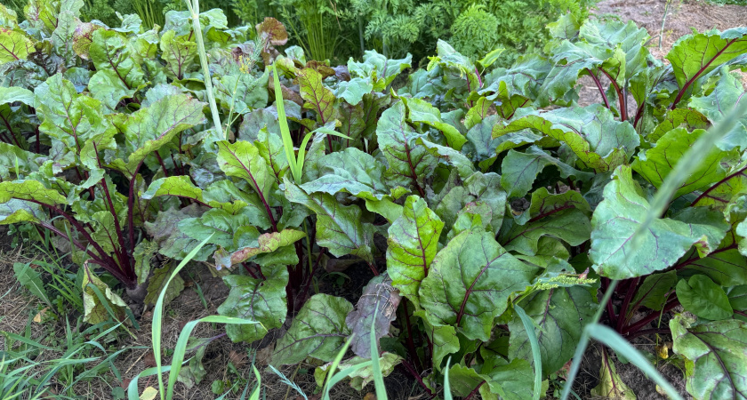 Свекла сама подскажет, когда ее копать - многие садоводы делают это неправильно