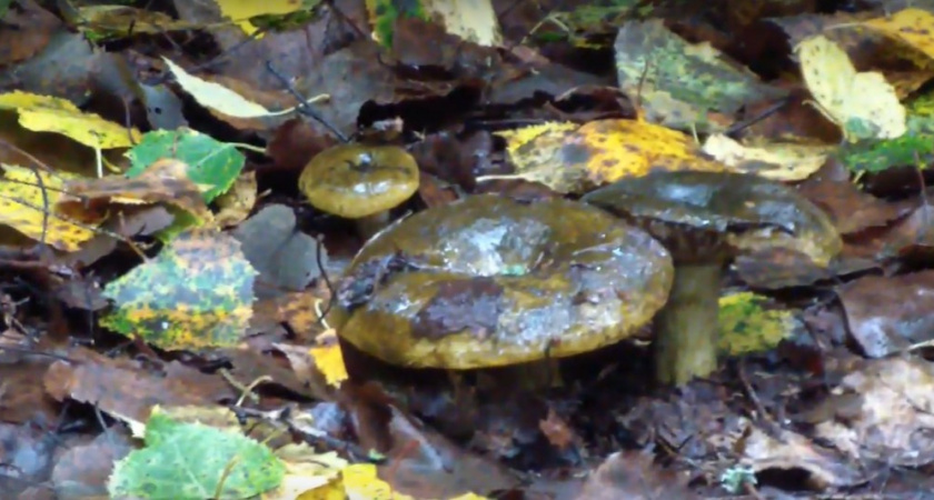 Правда ли, что черные грузди жарят? Настоящая грибная экзотика - рецепт