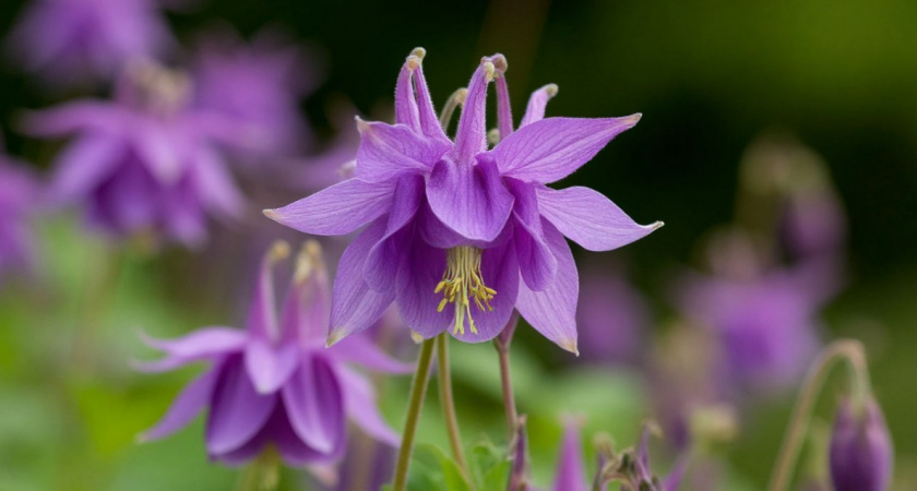 Отлично цветет и в песке, и на бетоне: многолетник-нежность выживет в любую погоду