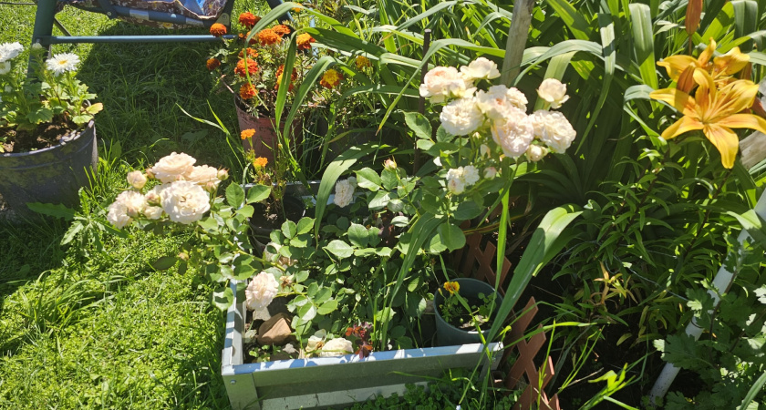 10 гр. в 10 л. воды - и под куст: розы больше не чернеют и не лысеют