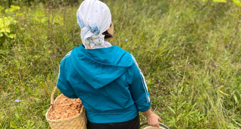Квашение пластинчатых грибов - рецепт проще простого, но получаются невероятно вкусными - делюсь секретом