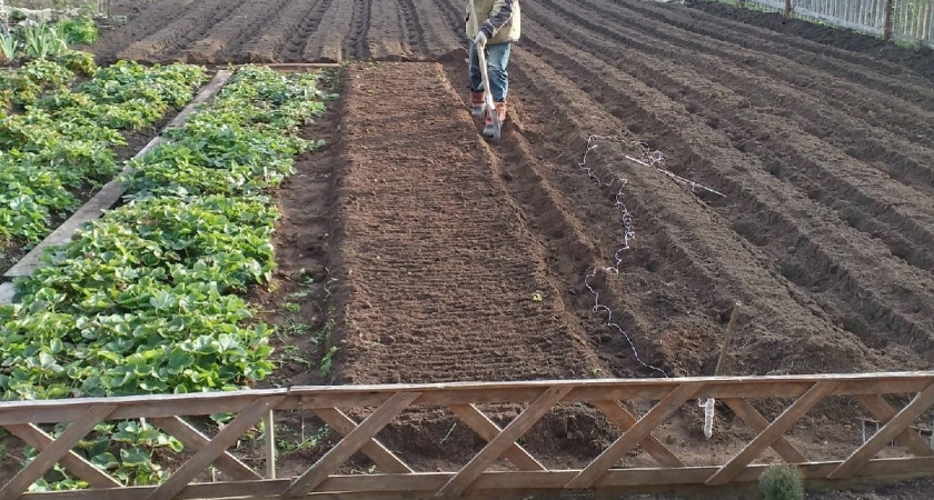 Какие сидераты посеять после картошки, чтобы участок порадовал урожаем на будущий год