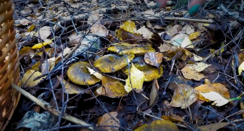 Черный груздь или ельничный - вот их главная тайна: подробно рассказываю