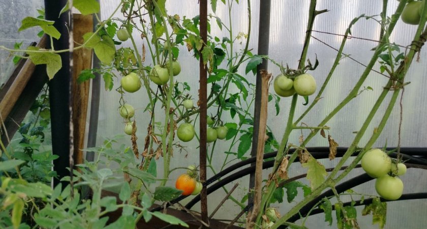 Убираю зеленые помидоры в 5 разных мест: вот где созревают быстрее всего