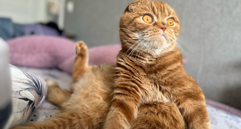 Почему кошка кусается, когда ее гладишь - ответил ветеринар