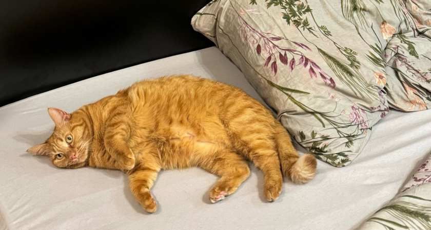 Какие запахи кошки не переносят: для нас - сладость, а для них - вонь