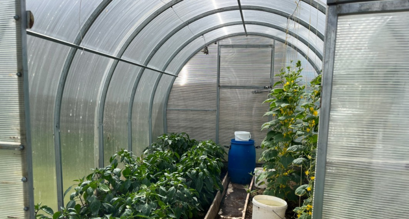 Правда о поликарбонате, перечеркнувшая все его плюсы: вот почему сегодня делать из него теплицу нельзя