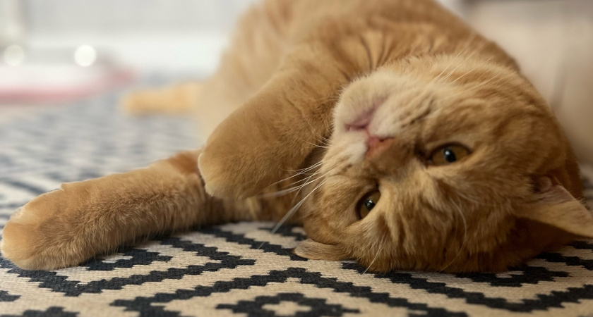 Кошка опять разбудила нас ночными криками в коридоре. Муж проверил - оказалось, не зря