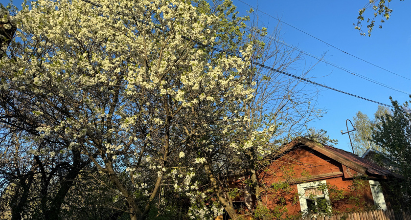 Эти деревья губят соседние растения - что не стоит сажать на участке