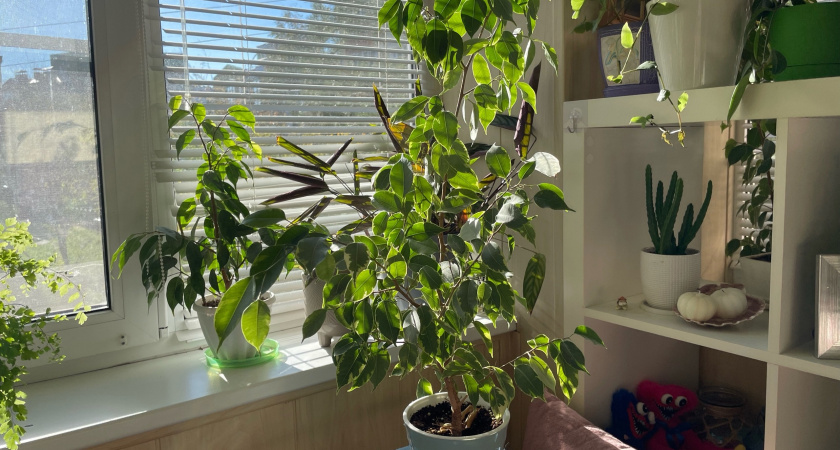 Едем в отпуск надолго: как помочь цветам выжить без полива