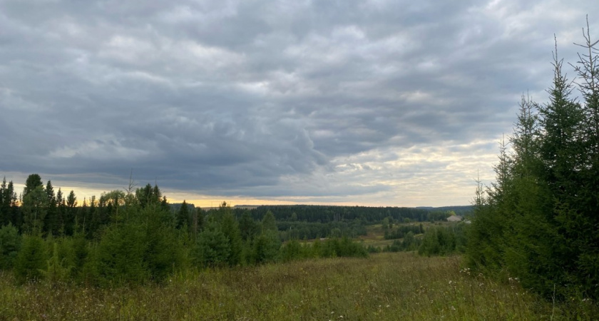 Не только грибы и ягоды: что еще можно законно забирать из наших лесов для хозяйства - экономия бешеная 