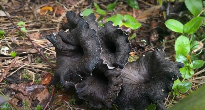 Пошел в лес - и купил машину: на Урале грибники охотятся за редчайшим деликатесом - вот за сколько его продают