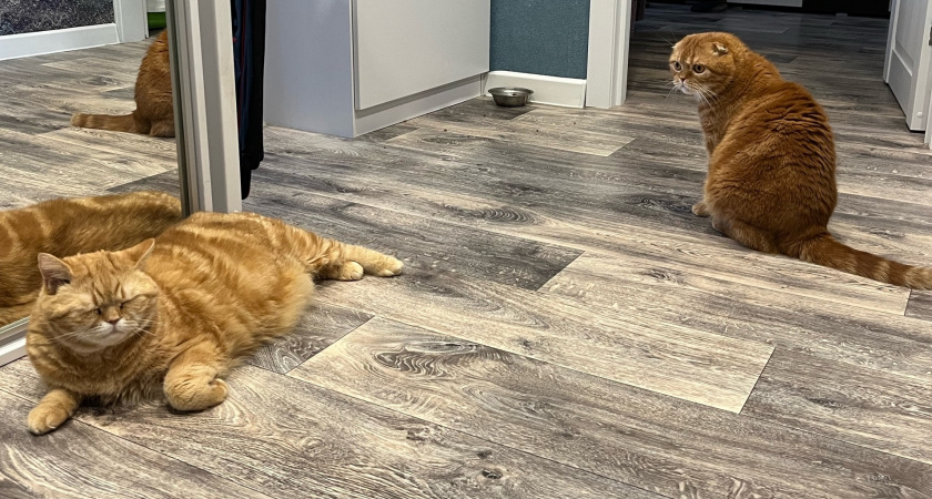 Породы кошек, которые никогда не убегут от хозяина даже на улице - преданнее, чем собаки