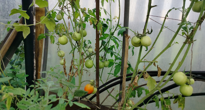 Мучился с зелеными помидорами 15 лет, пока тетя не показала старинный прием - покраснели за 4 дня