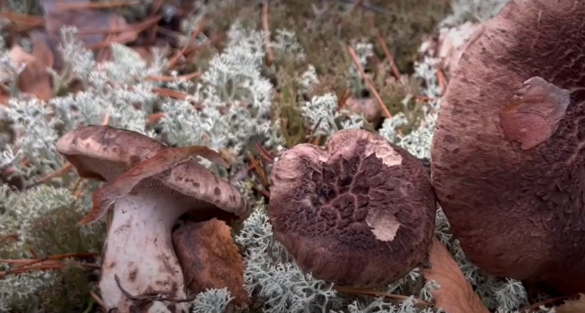 Гриб, который все считали несъедобным, оказался деликатесом. Как готовить это коралловое чудо