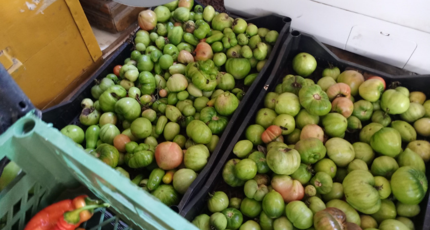 Пробую дозаривать зеленые помидоры в 5 местах - под кроватью краснеют быстрее, чем на подоконнике 