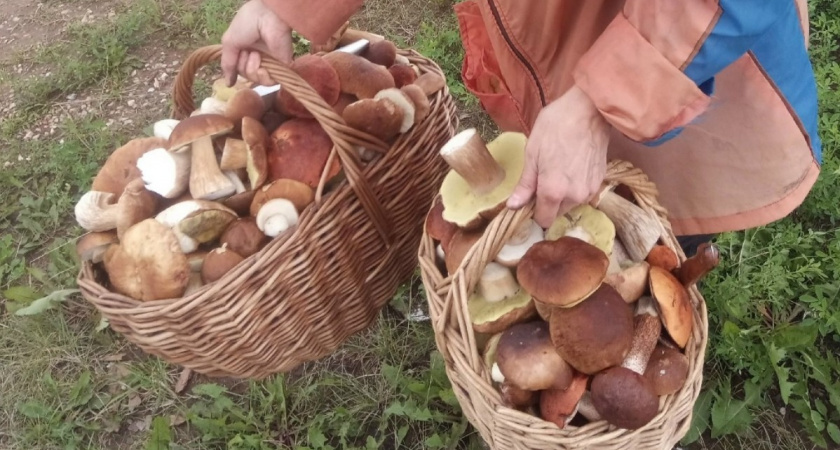 Правила «тихой охоты»: как не заблудиться и вернуться с полной корзиной грибов - запомните раз и навсегда