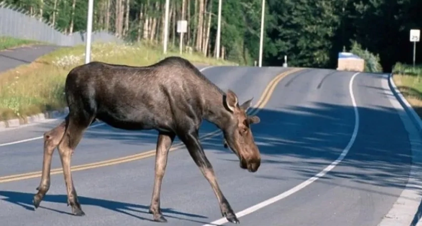 В Кировской области открылась охота на лося во время гона